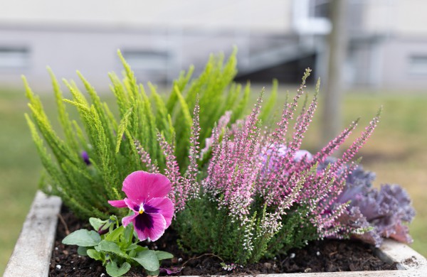 Pasirūpino šaltojo metų sezono augalais: Jonava neliks be gėlynų ir žolynų