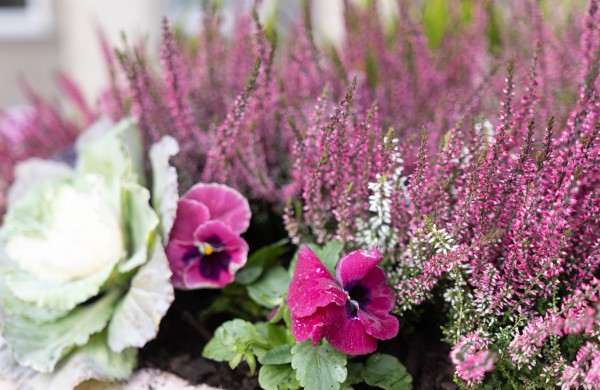 Pasirūpino šaltojo metų sezono augalais: Jonava neliks be gėlynų ir žolynų