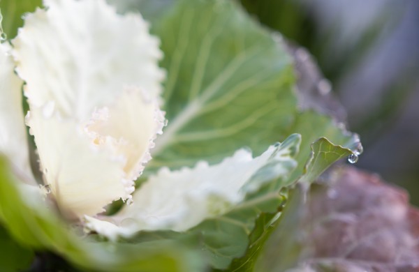 Pasirūpino šaltojo metų sezono augalais: Jonava neliks be gėlynų ir žolynų