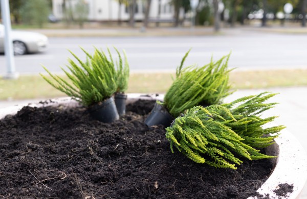 Pasirūpino šaltojo metų sezono augalais: Jonava neliks be gėlynų ir žolynų