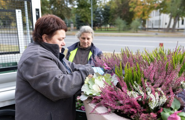 Pasirūpino šaltojo metų sezono augalais: Jonava neliks be gėlynų ir žolynų