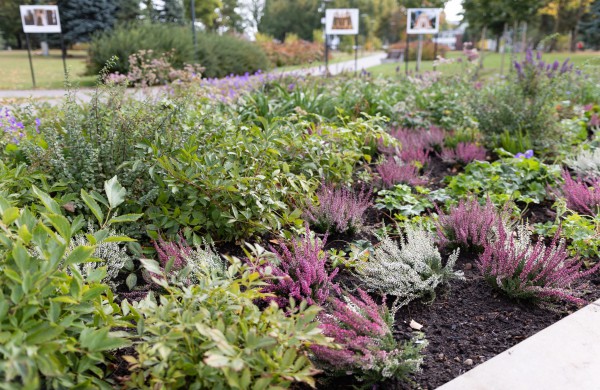 Pasirūpino šaltojo metų sezono augalais: Jonava neliks be gėlynų ir žolynų