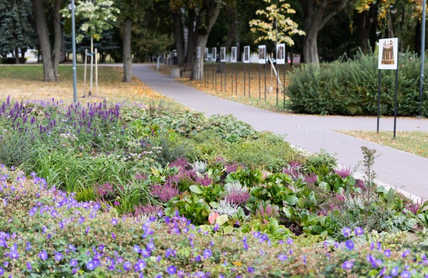 Pasirūpino šaltojo metų sezono augalais: Jonava neliks be gėlynų ir žolynų