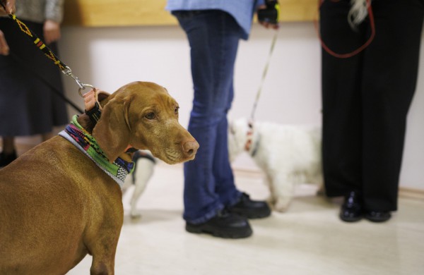 Gyvūnų diena savivaldybėje minima kartu su augintiniais