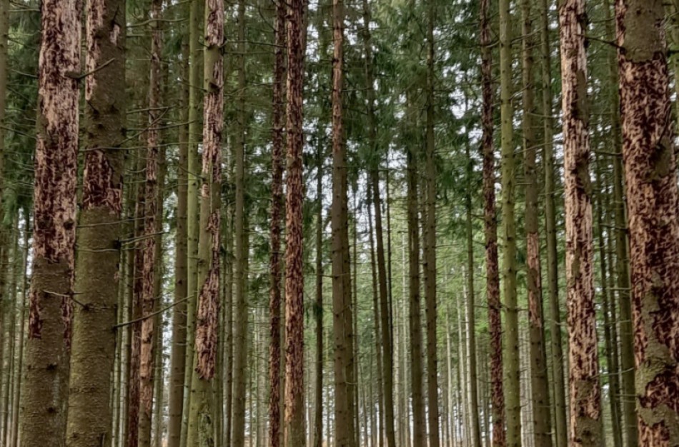 Pavojingiausio eglės liemenų kenkėjo populiacija šiemet išaugo 55 proc.