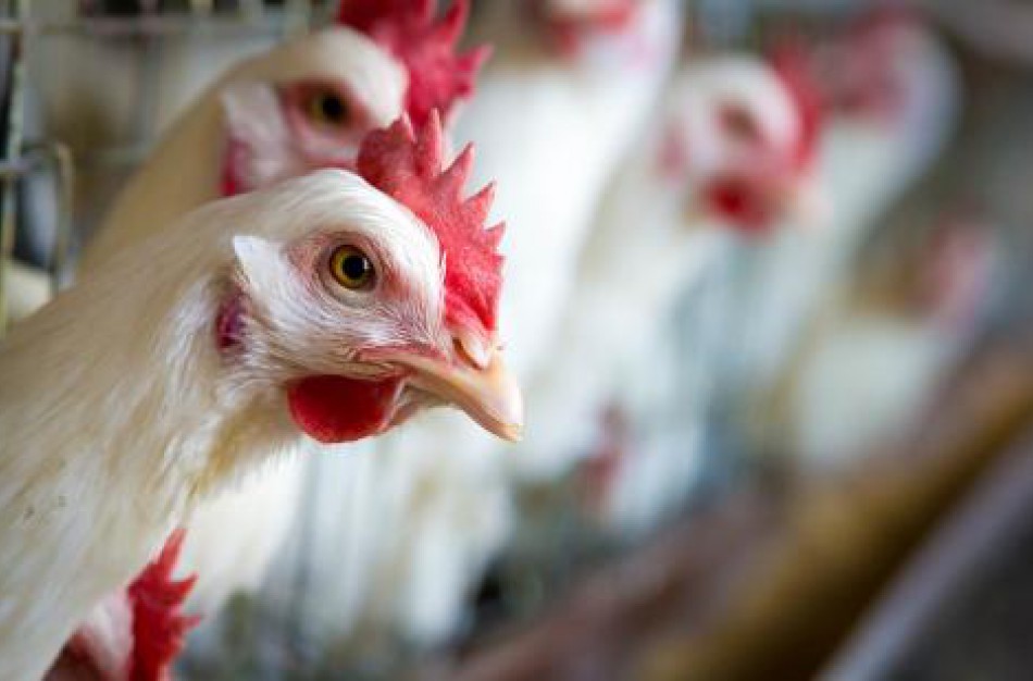 Pavojinga paukščių gripo atmaina Europoje šiemet jau sunaikino beveik 2 mln. naminių paukščių