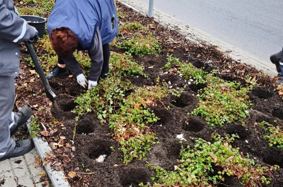 Mieste tęsiami apželdinimo darbai