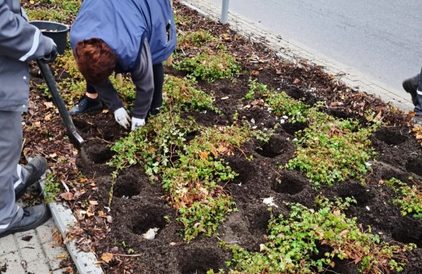 Mieste tęsiami apželdinimo darbai