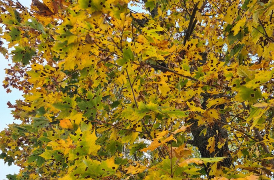 Kodėl gelstančius klevų lapus šį rudenį nusėjo juodos dėmės?