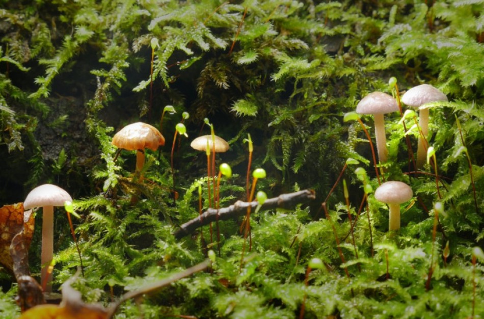 Lietuvoje atrastas retas grybas – mažas, bet gražus ir svarbus miško ekosistemai