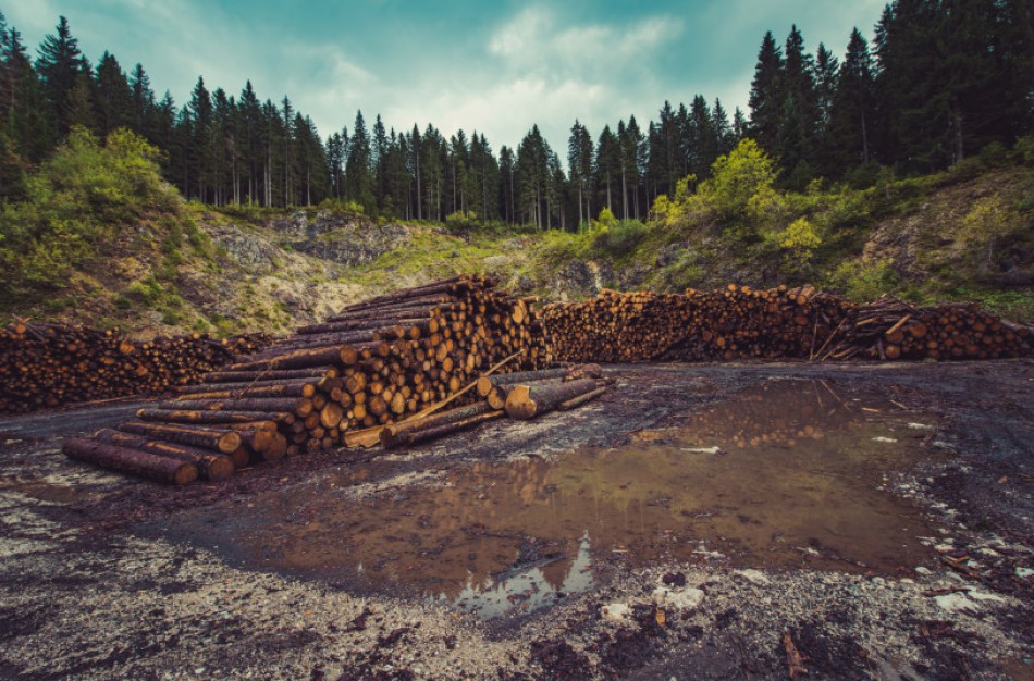 Neteisėti miško kirtimai: kur reikėtų kreiptis įtarus pažeidimus?