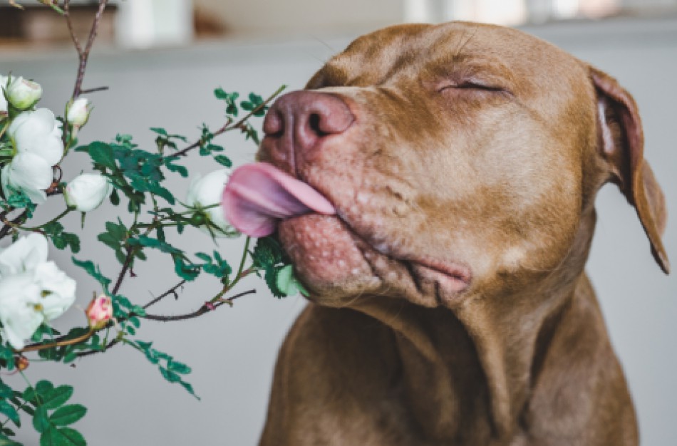 Ar kambariniai augalai gali būti pavojingi gyvūnams?