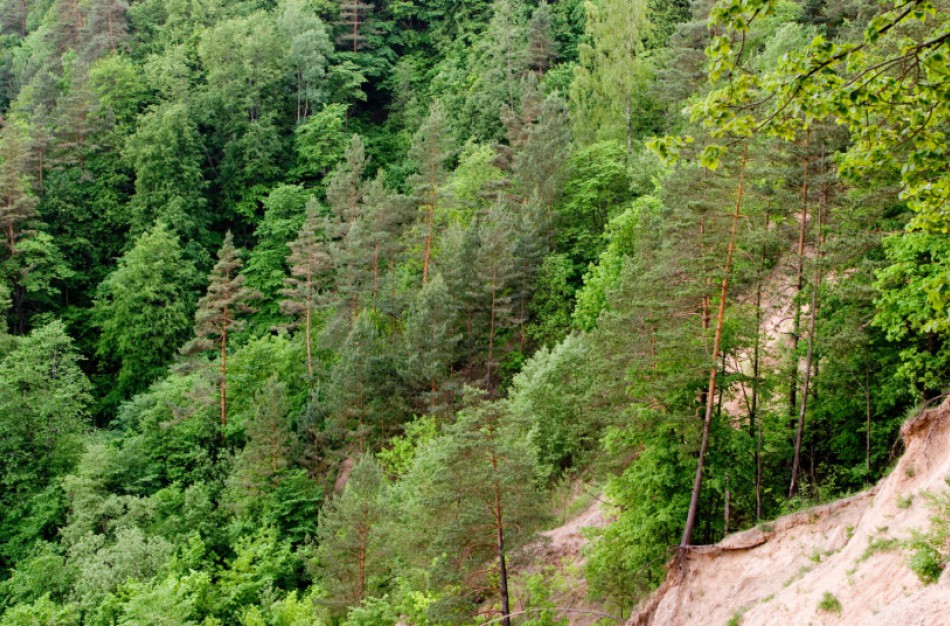 Kviečiama susipažinti su siūlomais leidimų kirsti mišką išdavimo tvarkos pakeitimais
