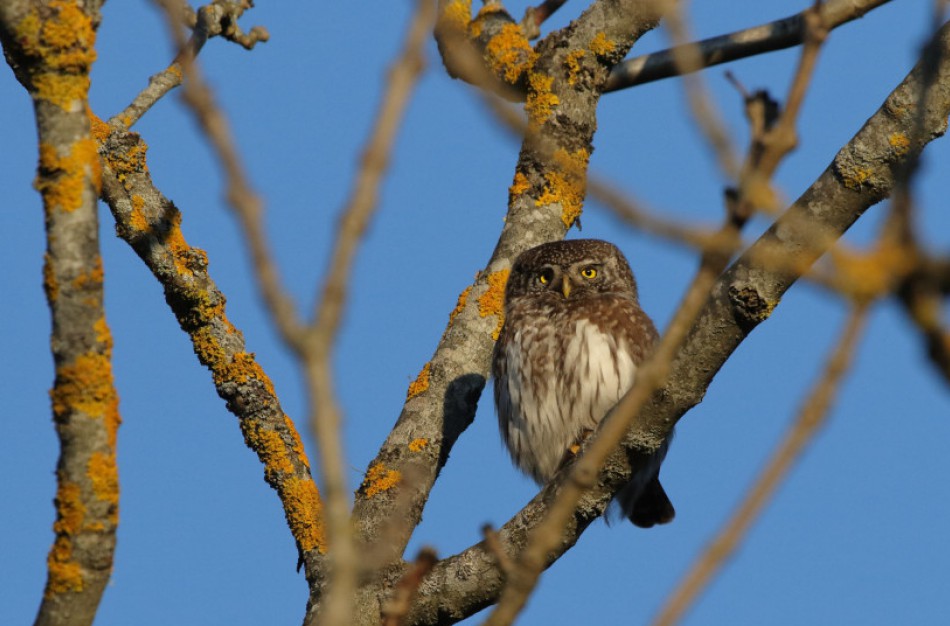 Žvirblinės pelėdos populiacija stabilizavosi