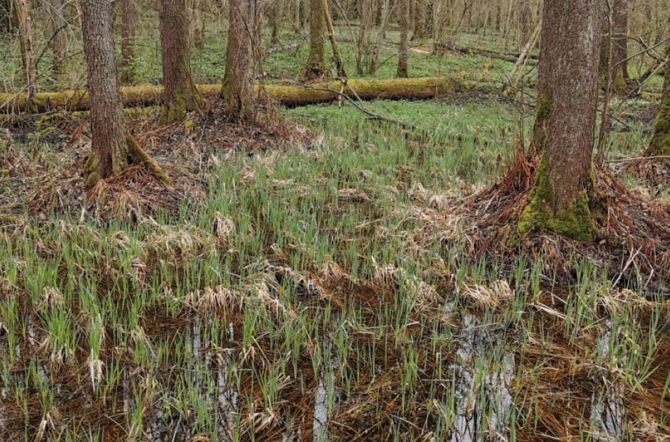 Gamtiniu požiūriu vertingiausi 26 miško sklypai bus išpirkti arba bus sudarytos jų apsaugos sutartys