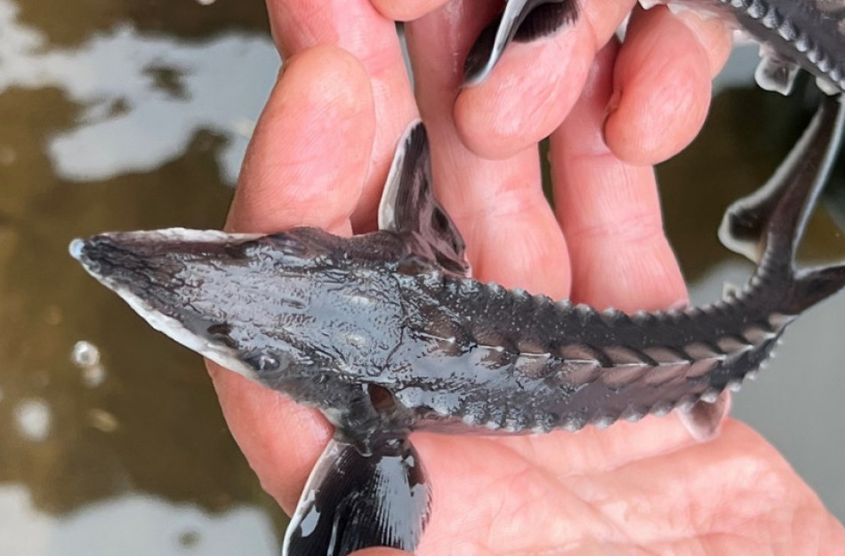 Šiemet į Lietuvos upes ir ežerus išleista beveik 13 mln. įvairių rūšių žuvų