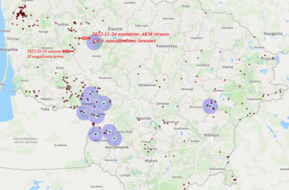 Saugantis nuo afrikinio kiaulių maro rekomenduojama atsisakyti varominių medžioklių