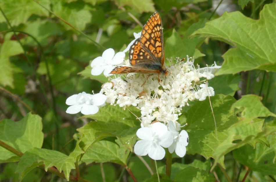 Pristatomi saugomų rūšių inventorizacijos rezultatai