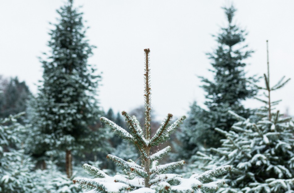 Prieš žiemos šventes aplinkosaugininkų sutiksite ir eglučių pardavimo punktuose