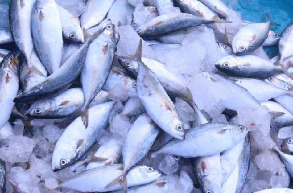 VMVT: ar yra galima įsigyti gyvos žuvies?