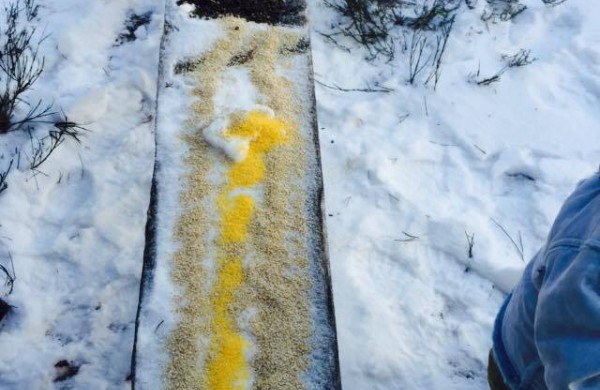 Prieš Naujuosius metus maisto nuvežė ir miško žvėrims