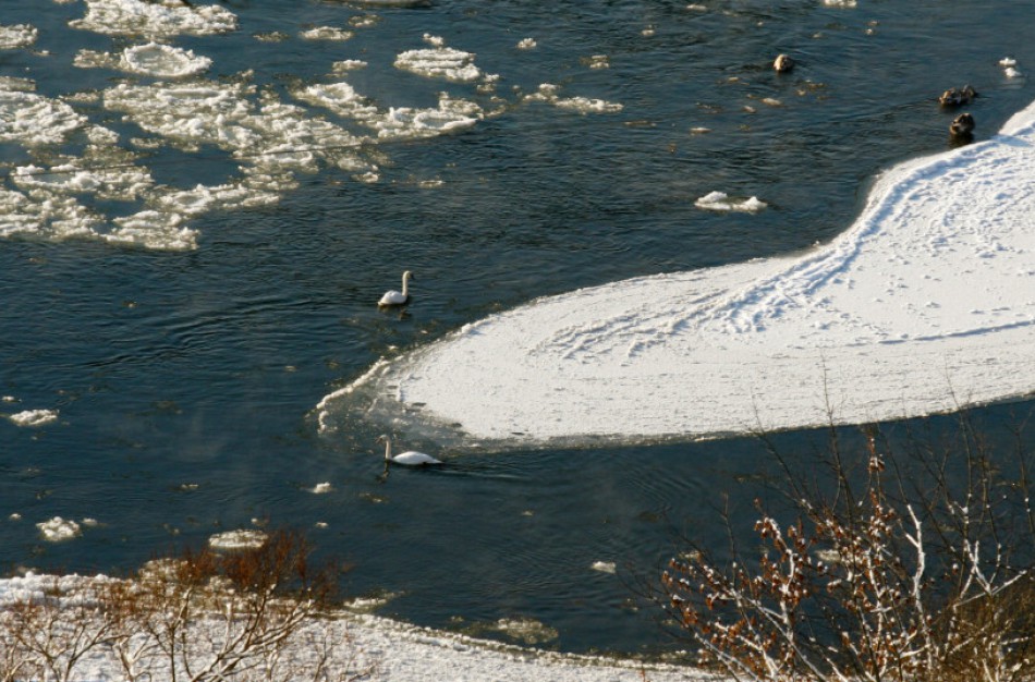 Savanoriai kviečiami prisijungti prie Lietuvoje žiemojančių vandens paukščių apskaitos