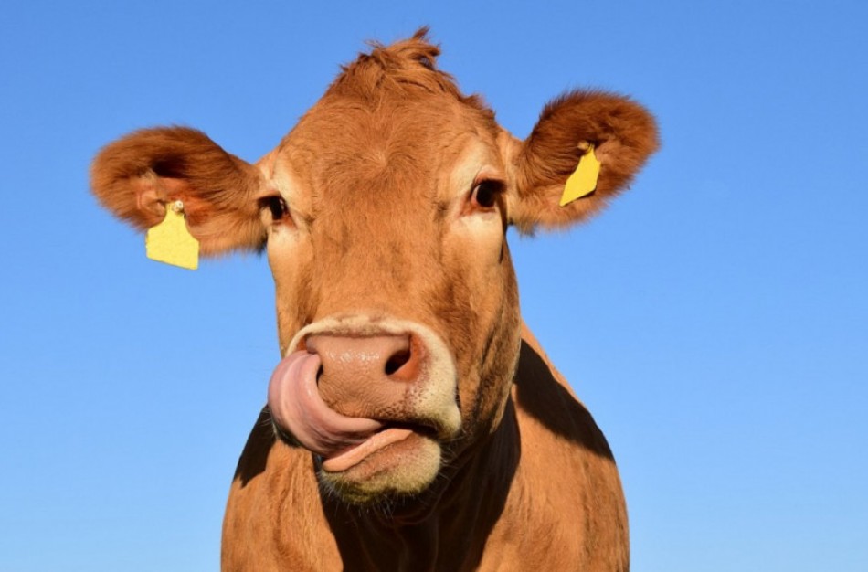 Susietoji pajamų parama už pienines karves – kokie pokyčiai laukia?