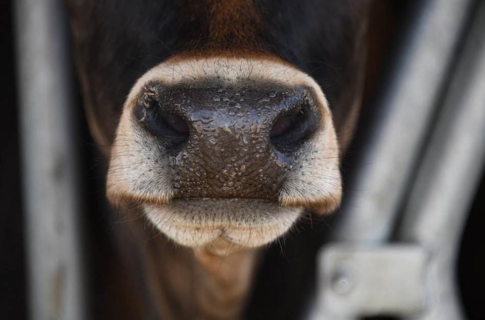 Pagalbos tarnyboms pranešta apie Jonavoje besiblaškantį jautį: galvijas parbloškė moterį