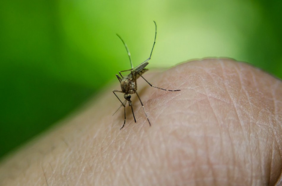 Keliaujant į egzotines šalis – būtina pasirūpinti maliarijos profilaktika