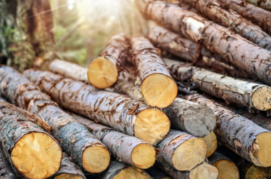 Medienos ir jos gaminių tiekimas rinkai: kaip tinkamai įvertinti rizikas?