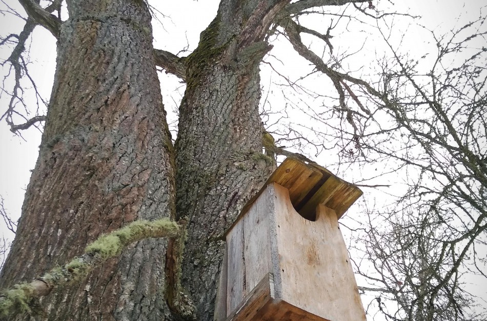 Paukščiai grįžta namo – kaip pasigaminti inkilą pelėdai