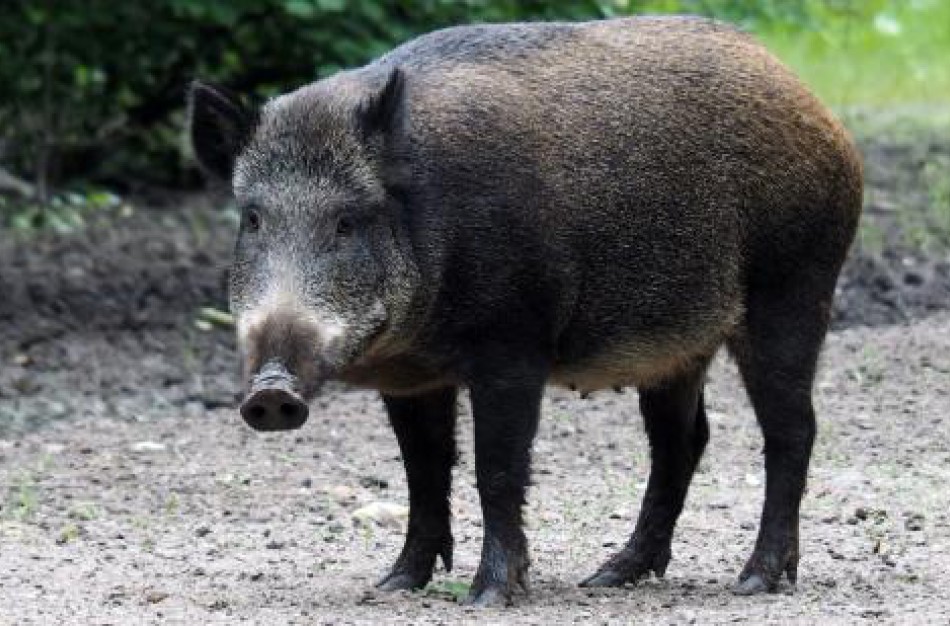 Pirmą kartą afrikinis kiaulių maras nustatytas laukinėje Graikijos gamtoje