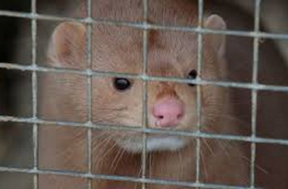 ŽŪM: Kailinių žvėrelių fermas uždrausti siekiantis nutarimas – finišo tiesiojoje