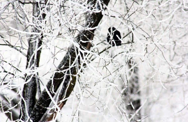 Žiema: be balų ir lyjančio lietaus (nuotraukos)