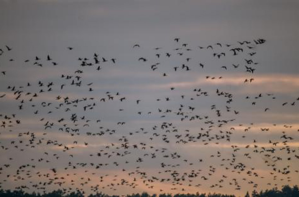 Europoje bundantis paukščių gripas verčia susirūpinti ir Lietuvos paukščių augintojus