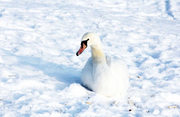 Žiema: be balų ir lyjančio lietaus (nuotraukos)