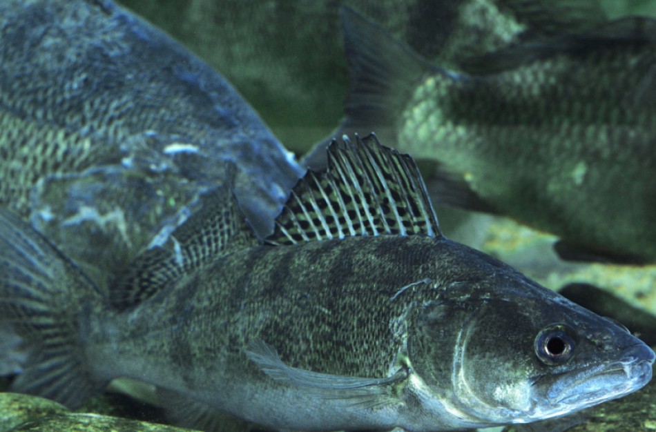 Aplinkosaugininkai primena: nuo kovo 1-osios draudžiama gaudyti kiršlius ir sterkus