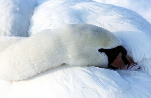 Žiema: be balų ir lyjančio lietaus (nuotraukos)