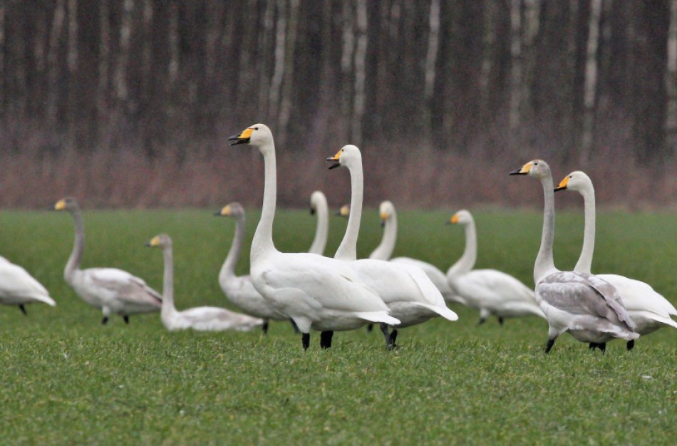 Nemuno deltos regioninį parką užplūdo migruojančios gulbės giesmininkės ir pilkosios žąsys