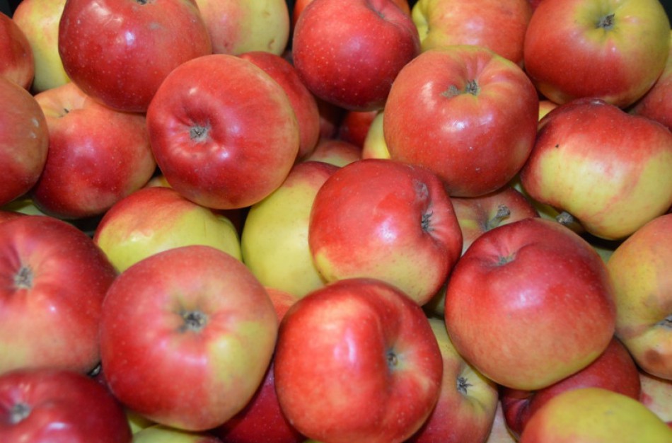 Laikinoji valstybės pagalba sodininkystės sektoriui bus teikiama ir šiemet