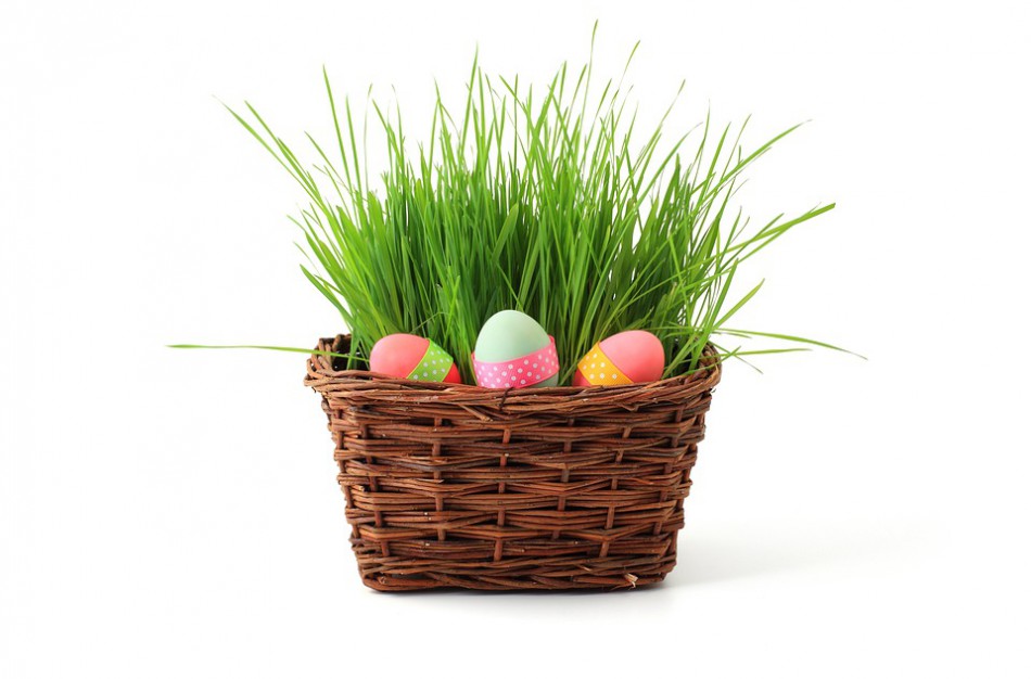 Namuose užauginta Velykų žolė: suskubkite, spėti liko vos pora dienų