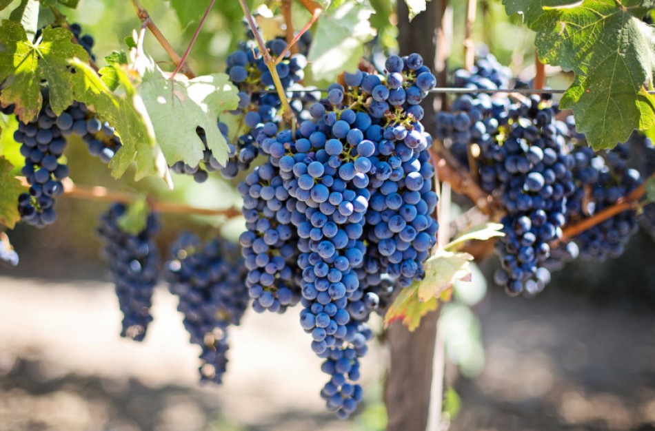 Lietuvos vynuogių augintojams – ES parama vyno gamybai