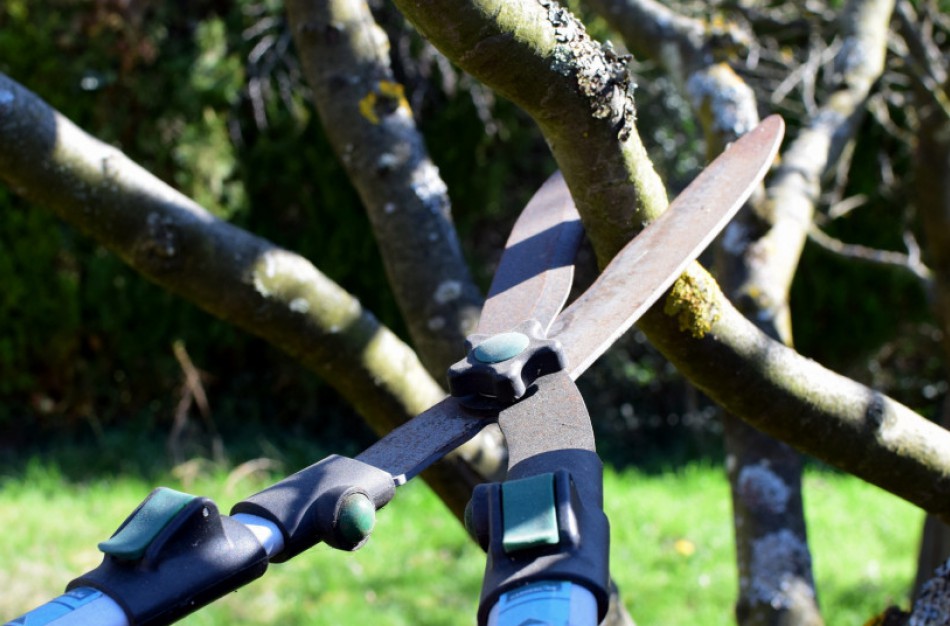 Ką svarbu žinoti genint ir šalinant želdinius?