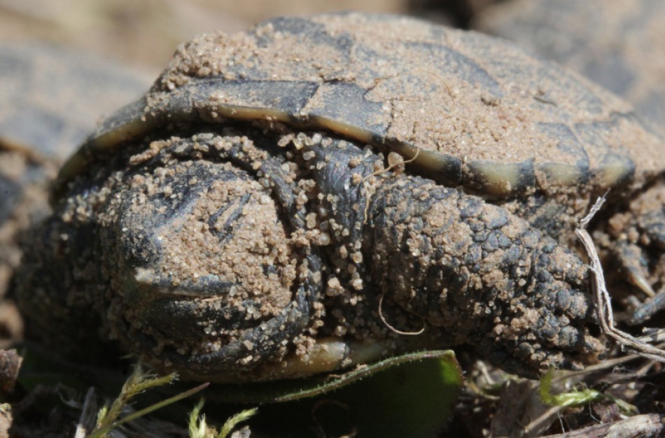 Nubudo baliniai vėžliukai
