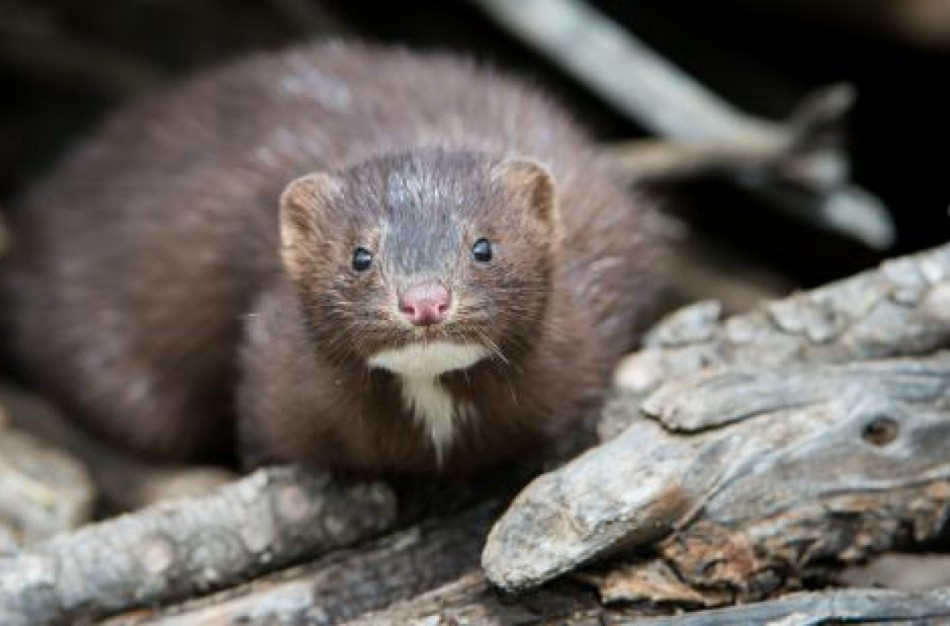 LVK: kailinės žvėrininkystės draudimo kontekste ūkininkai neturi nukentėti