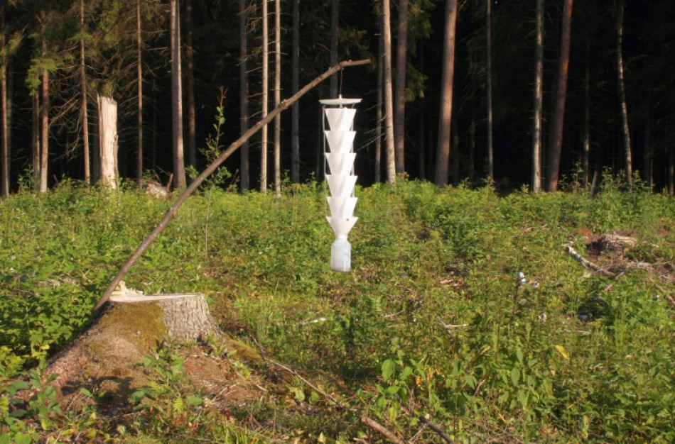 Pradėta žievėgraužio tipografo populiacijos stebėsena