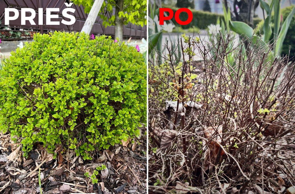 Priminimas jonaviečiams: neleiskite savo augintiniams atlikti gamtinių reikalų ant gėlynų ir kitų želdynų