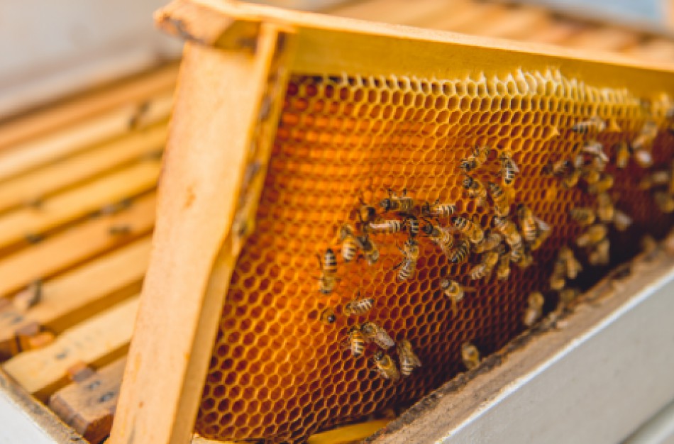 Klausiate – atsako: turiu kelių avilių bityną. Ar reikia jį deklaruoti?