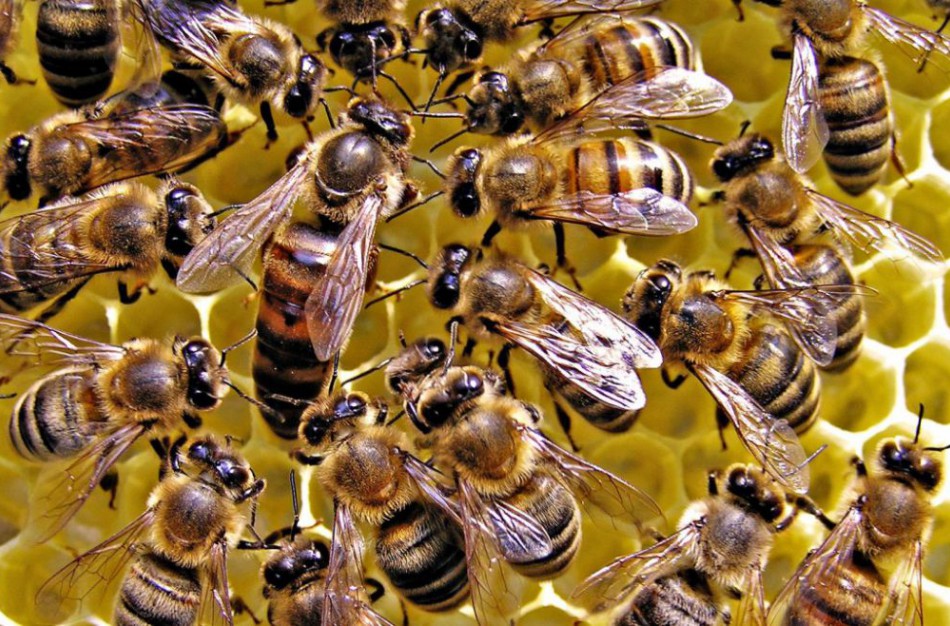 Klausiate – atsakome: turiu kelių avilių bityną. Ar reikia jį deklaruoti?