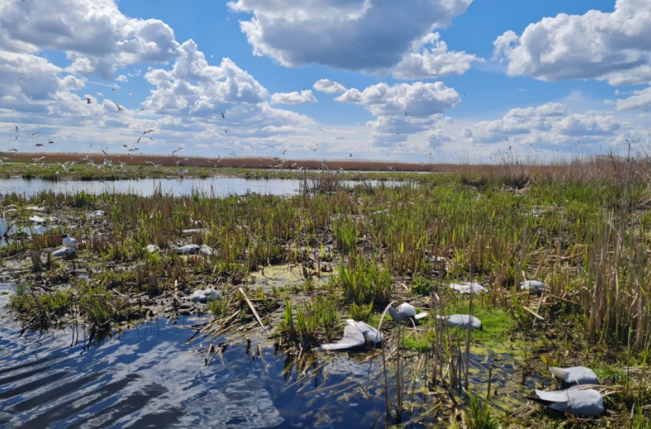 Jonavos rajone nugaišus paukščiams prireikė ir ugniagesių pagalbos: VMVT pradėjo tyrimą